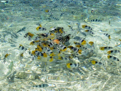 Bora Fish